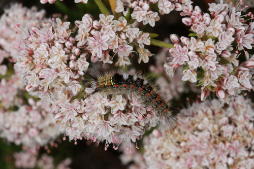 A Western Tussock Moth (Orgyia vetusta) crawls along the Buckwheat.
