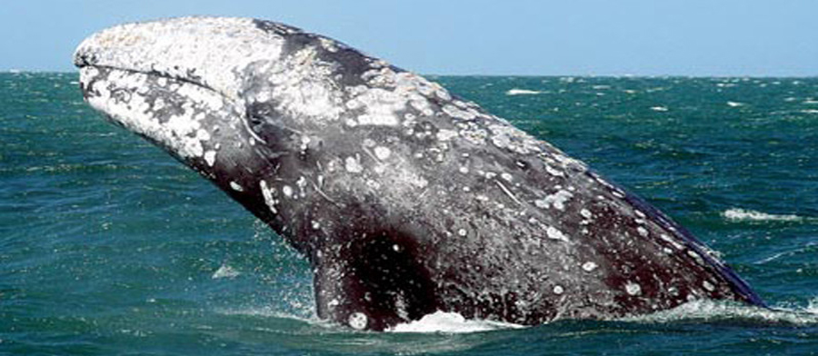 The grey body of a Pacific Gray Whale breaches out of a calm, aquamarine ocean, affording a good view of its barnacle and whale lice-encrusted body.