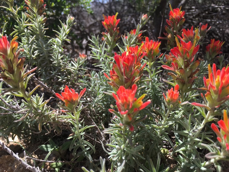 The Woolly Indian Paintbrush (Castilleja foliolosa).