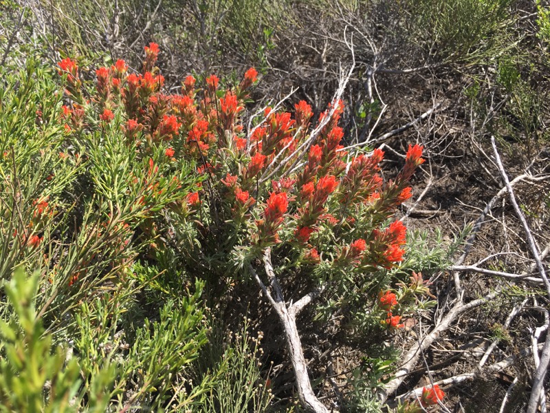 A Woolly Indian Paintbrush (Castilleja foliolosa) nestled in the coastal sage scrub at Cabrillo National Monument.