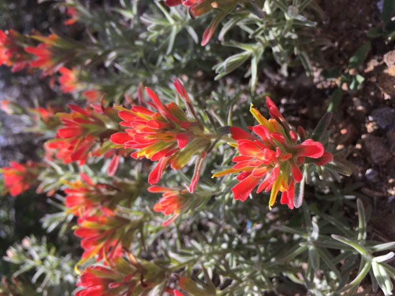 A closeup of Woolly Indian Paintbrush showing the distinct red-yellow flowers.