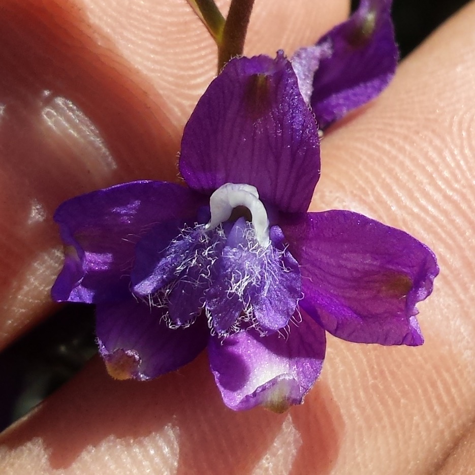 Photo of a Larkspur