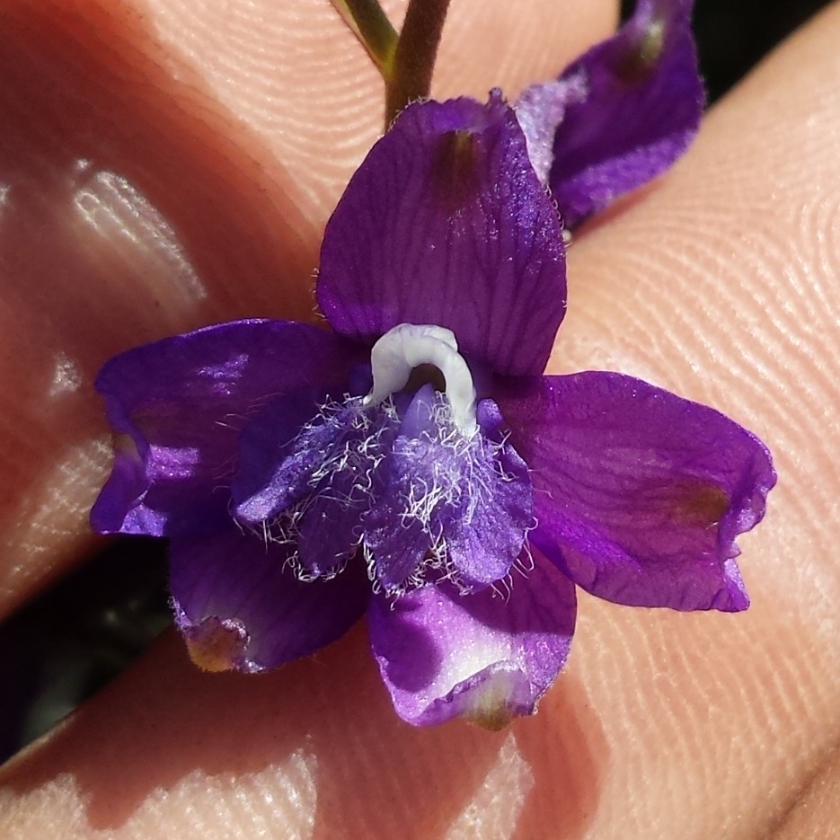 Larkspur Photo of a Larkspur