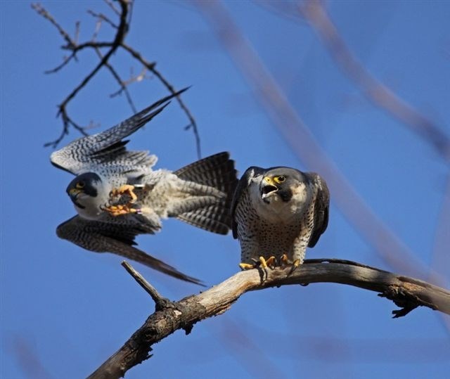 Peregrine Falcon pair, called 