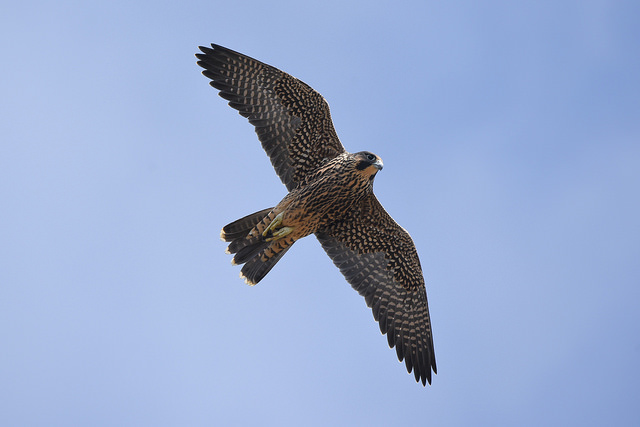 Photo of a Perigrine falcon in flight
