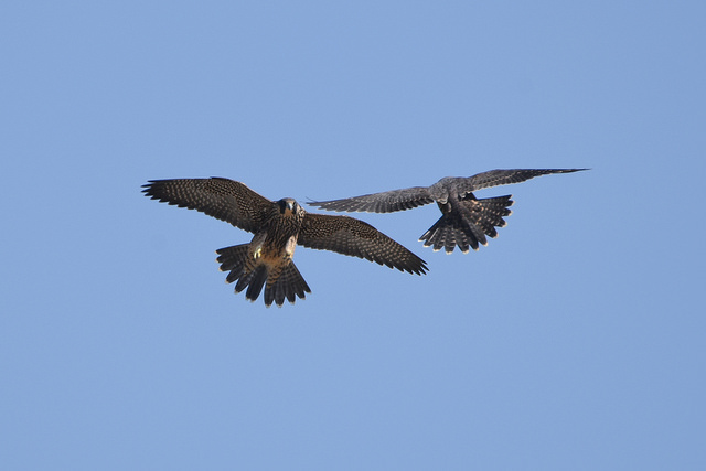 Photo of Perigrine falcons in flight