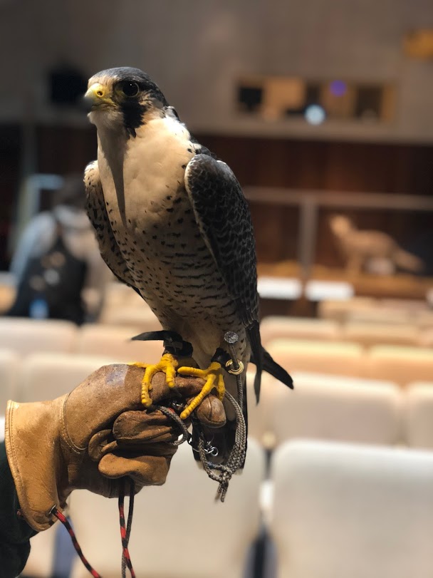 Peregrine Falcon A trained Peregrine Falcon greets visitors in the Cabrillo Auditorium following Charles Gailband’s lecture.