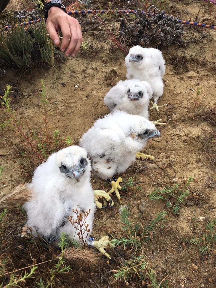 Peregrine Babies Four Peregrine hatchlings pose for the camera on banding day last season (2017) at Cabrillo.