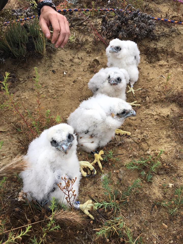 Naturally Speaking: Peregrine Falcons – Masters of the Air - Cabrillo  National Monument (U.S. National Park Service) - Cabrillo Field Notes