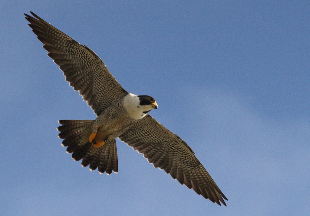 Peregrine Falcon A male Peregrine Falcon soars through the air at Cabrillo National Monument.