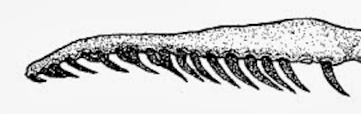 The backwards-facing aglyphous teeth that are present in every species of snakes.