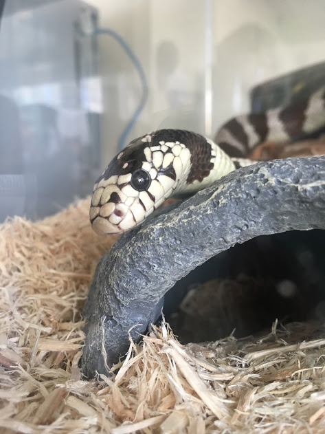 Our oldest California Kingsnake, Boros, checking out the surroundings from his terrarium.