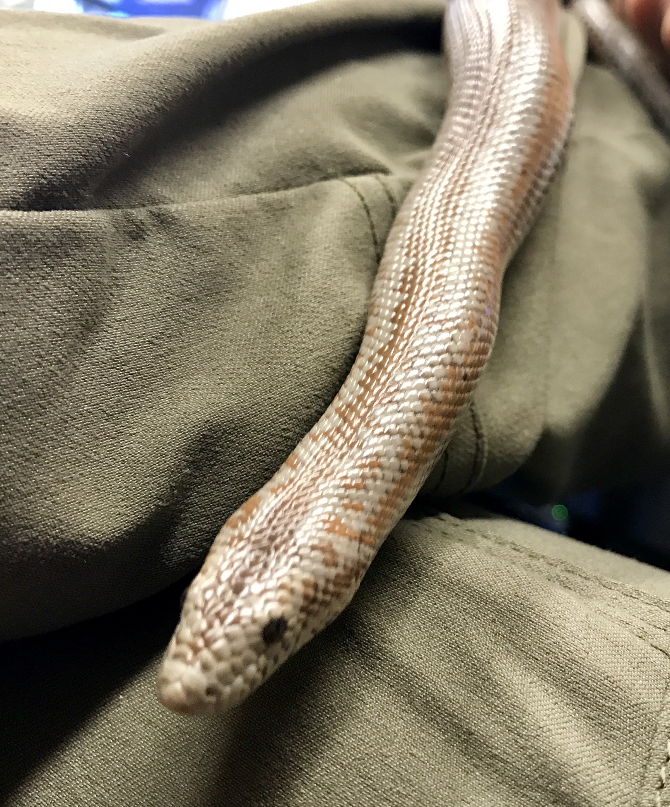 Our Rosy Boa, Sal, exploring his environment.