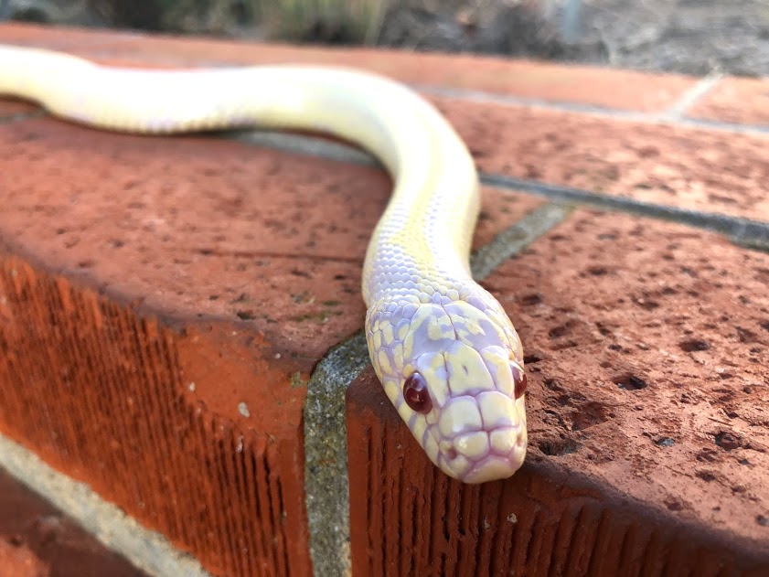 Summer, our albino California Kingsnake, going for a “stroll.”