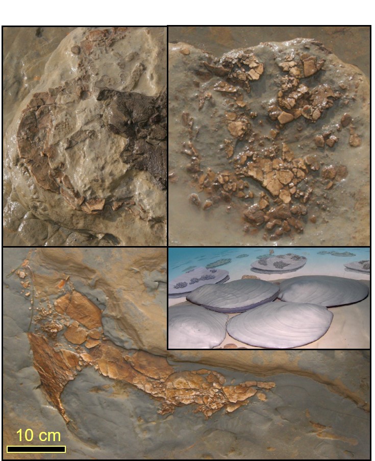 Inoceramid fossils in the Cabrillo National Monument tidepools with an artists’ rendering of what these bivalves likely looked like.