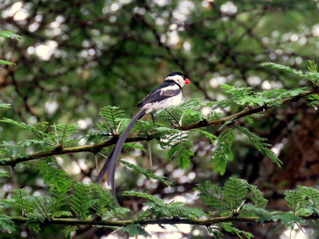 Pin-tailed Whydah The ultra-long and visibly distinct tail feathers of a Pin-tailed Whydah.