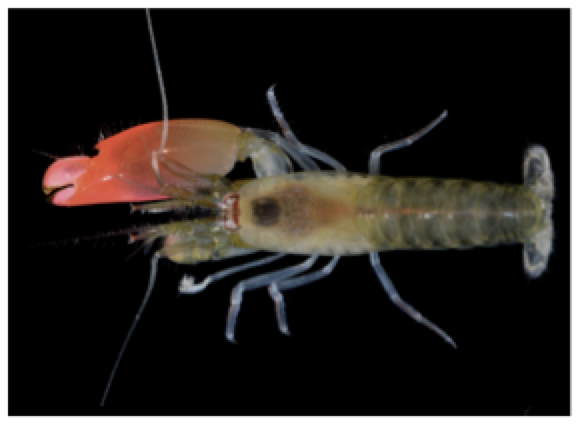 Pink Floyd pistol shrimp Photo of a Pink Floyd pistol shrimp