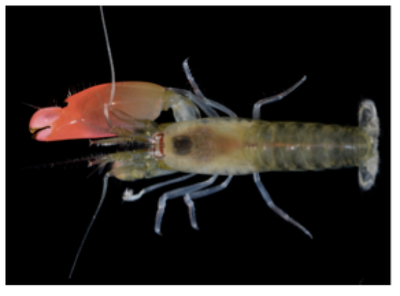 Photo of a Pink Floyd pistol shrimp