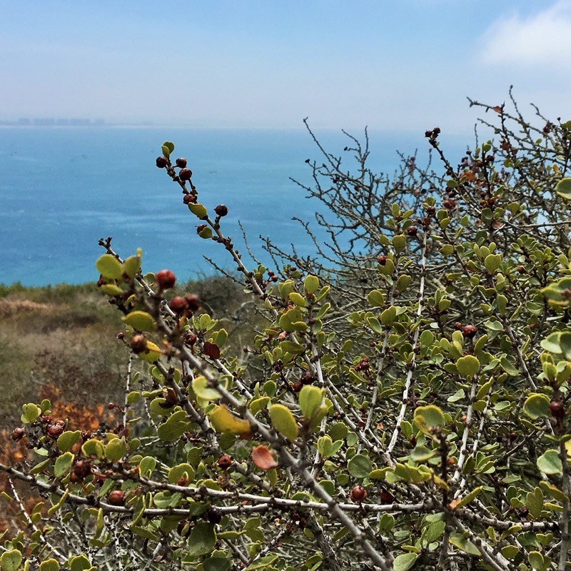 A view of a Ceanothus verrucosus that is overlooking the entrance to San Diego Bay.