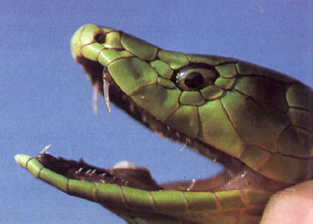 The front-fanged proteroglyphous dentition of an Eastern Green Mamba (Dendroaspis angusticeps).