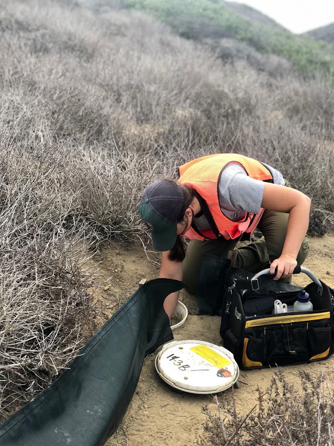 Ranger Stephanie checks a pitfall bucket while herpetofauna monitoring at Cabrillo National Monument. 