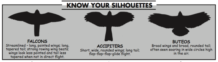 The silhouette of raptors as they fly overhead is a way to differentiate species. Note: “Accipiters” and “Buteos” are different groups of hawks.