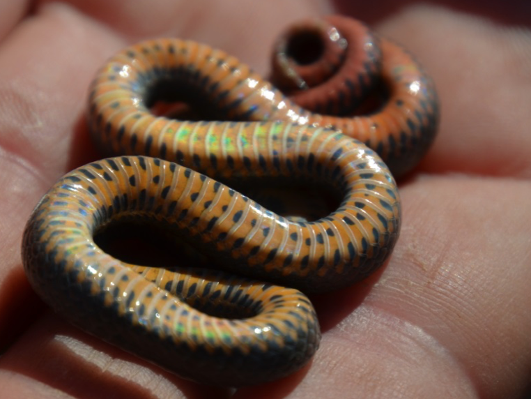 Ring-necked snake (Diadophis punctatus) from 2017