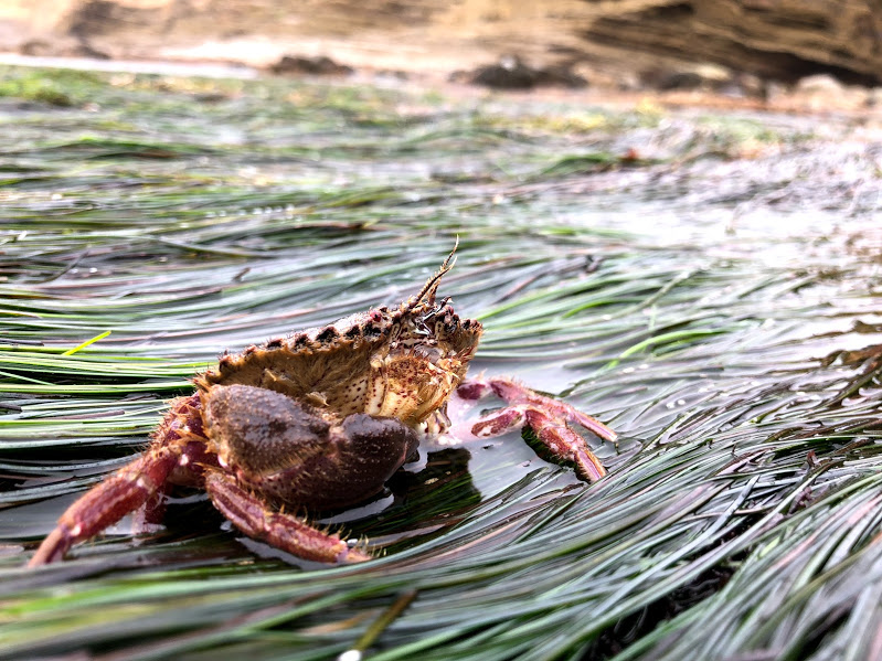 Small rock crab scuttling along on the seagrass