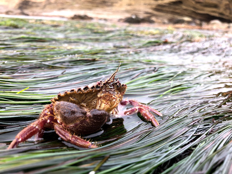 Small rock crab scuttling along on the seagrass Small rock crab scuttling along on the seagrass