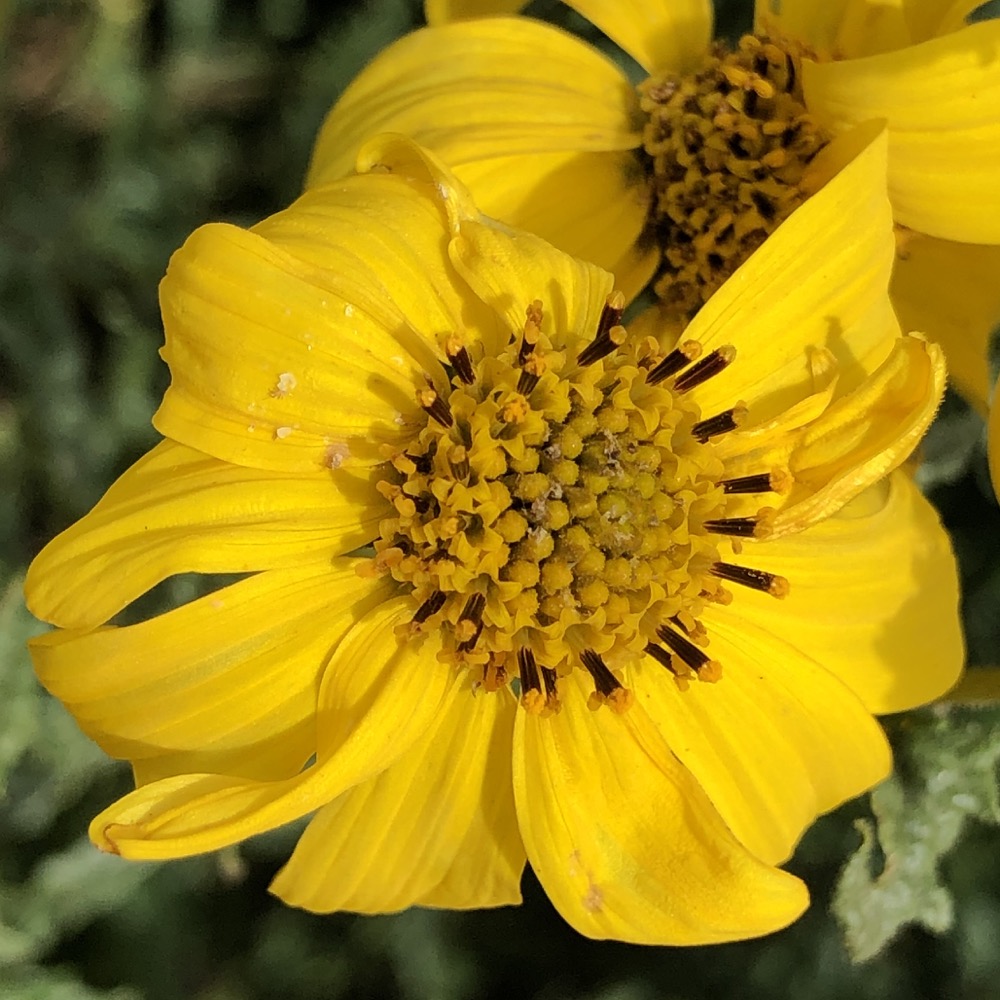 A view of the San Diego Viguiera flower head with its yellow ray flowers and yellow disc florets.