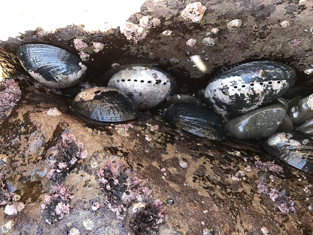 Though they were once one of the most prolific intertidal animals in the Pacific, groups of Black Abalone like this are now extremely rare. Though they were once one of the most prolific intertidal animals in the Pacific, groups of Black Abalone like this are now extremely rare.