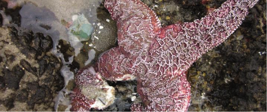 Sea Stars Sea Stars