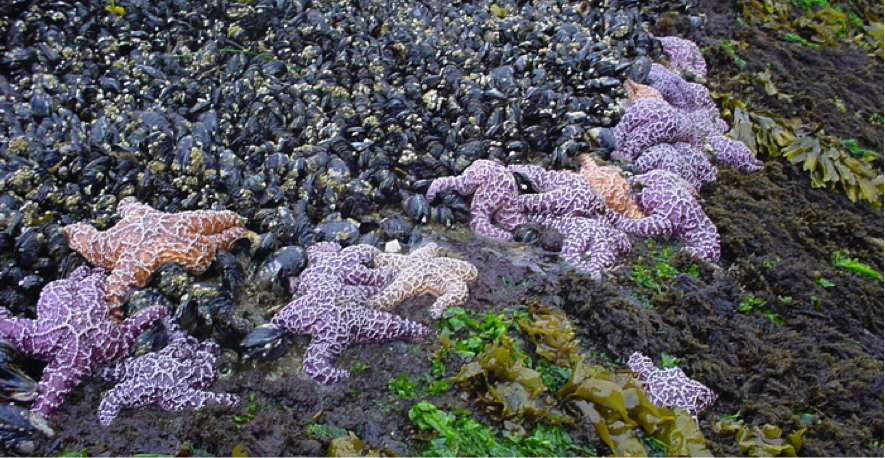 Sea Stars