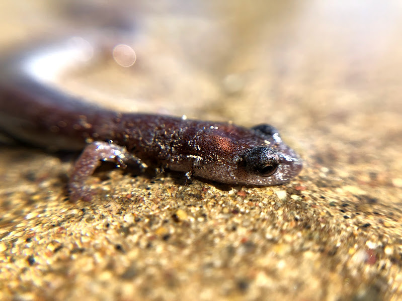 Garden Slender Salamander on sidewalk