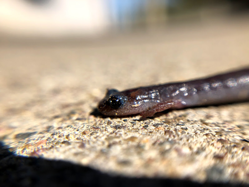 Garden Slender Salamander on sidewalk