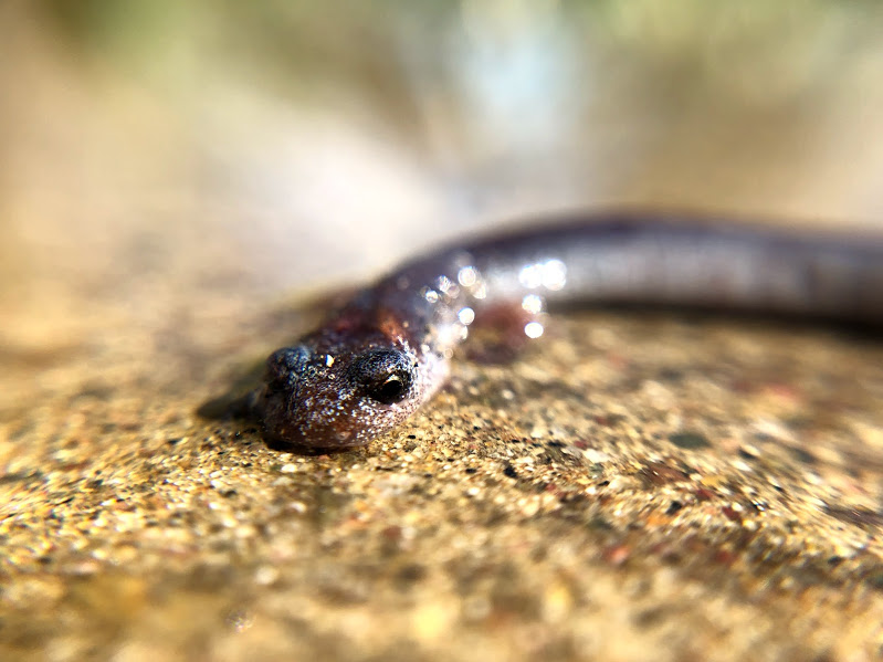 Garden Slender Salamander face closeup