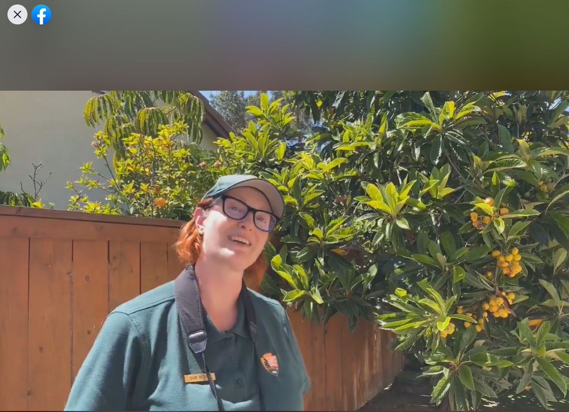 A smiling woman with red hair and dark glasses who wears a green NPS polo and ballcap stands in front of a tree laden with small orange fuzzy fruit on a sunny day.