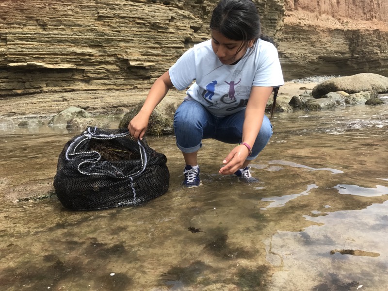 Photo of students in tidepools removing sargassum