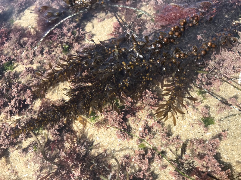 Wire Weed (Sargassum muticum)