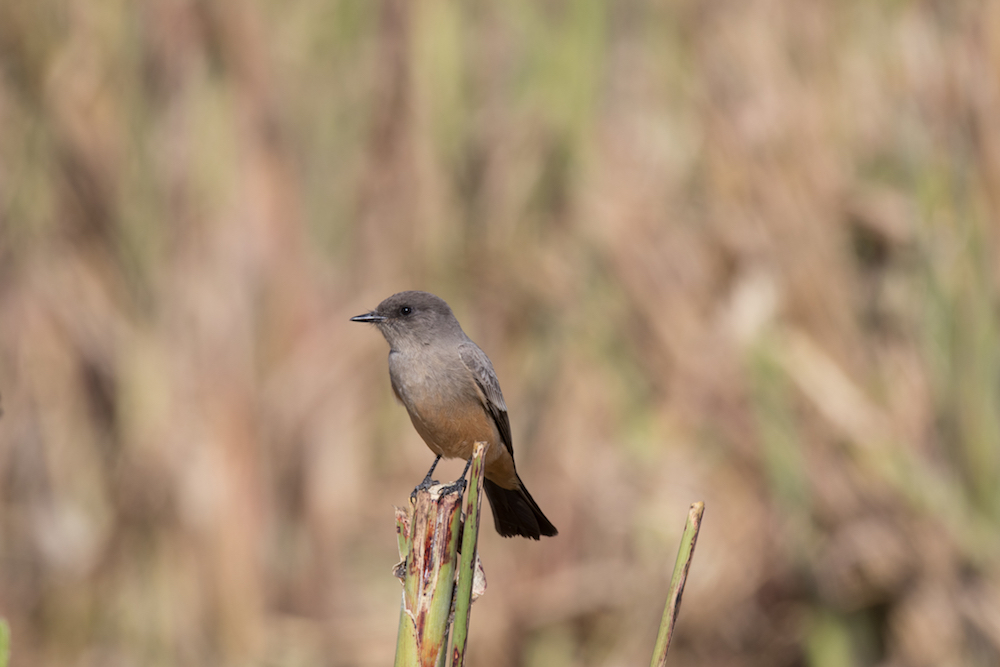 A visitor that begins to arrive in the fall, the Say’s Phoebe (Sayornis saya) travels south to San Diego to spend the winter.