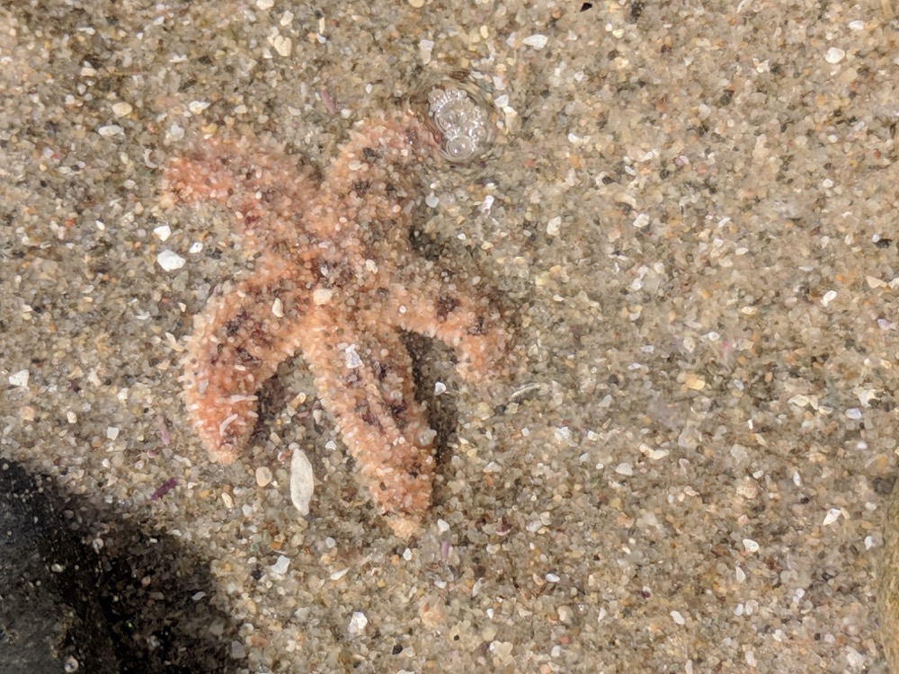A small sea star nestled in the sand of Cabrillo National Monument.
