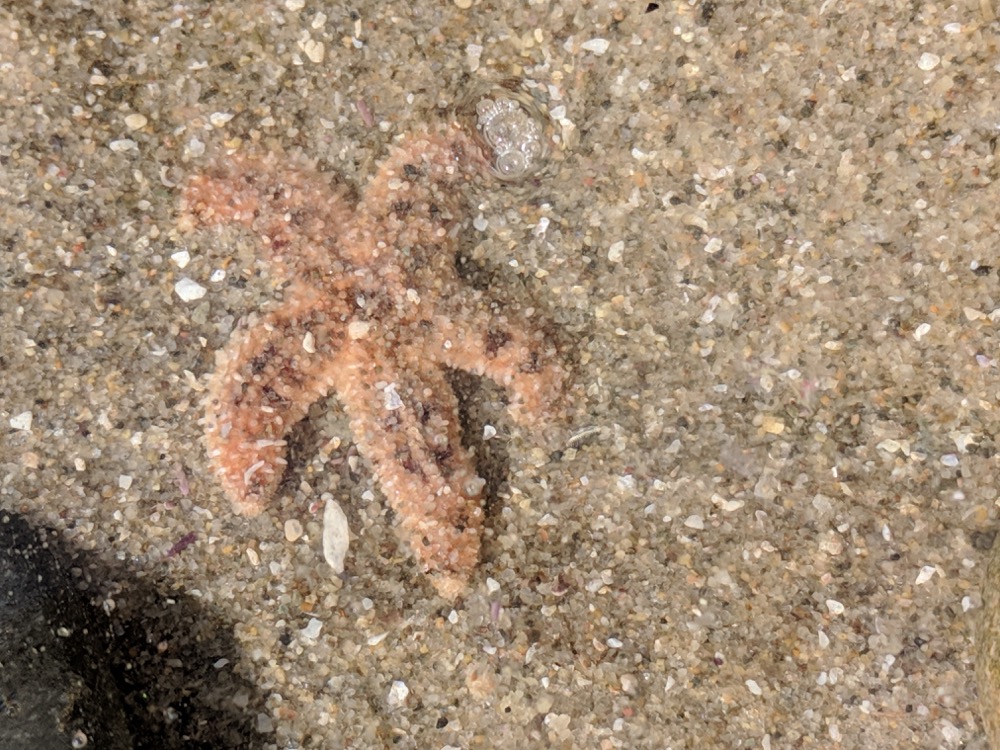 A small sea star nestled in the sand of Cabrillo National Monument. A small sea star nestled in the sand of Cabrillo National Monument.