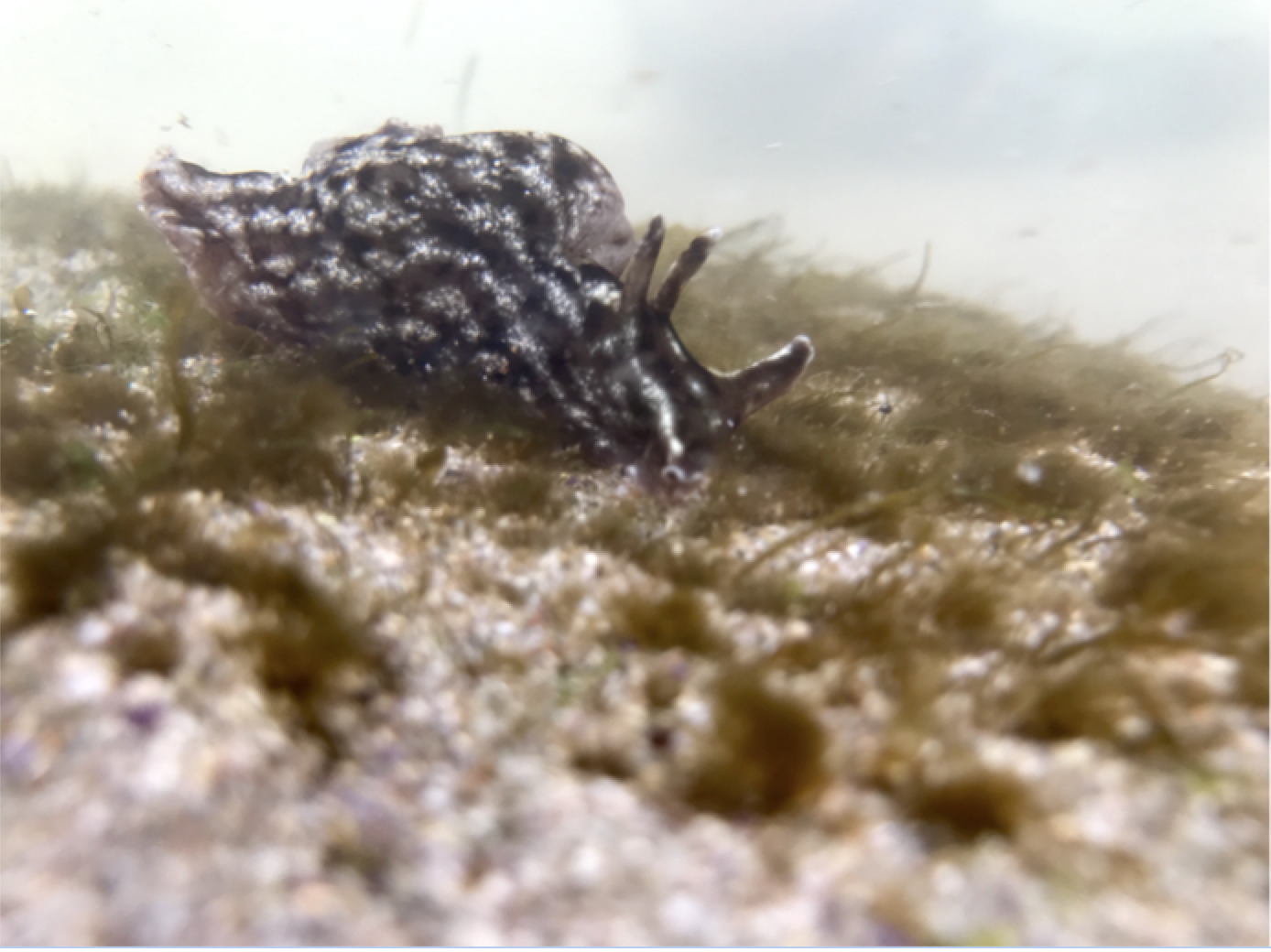 California SeaHare California Sea hare