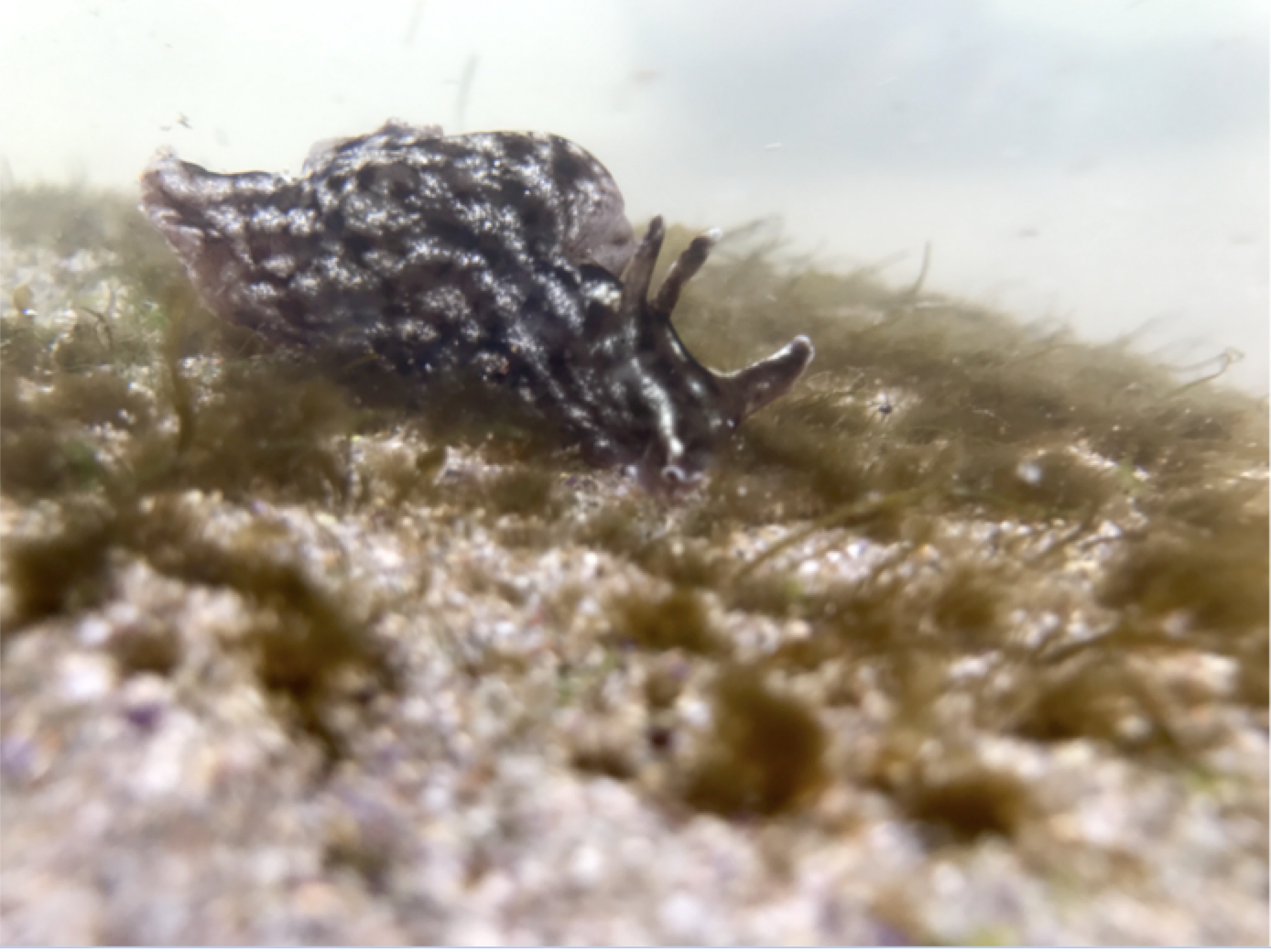 California Sea hare