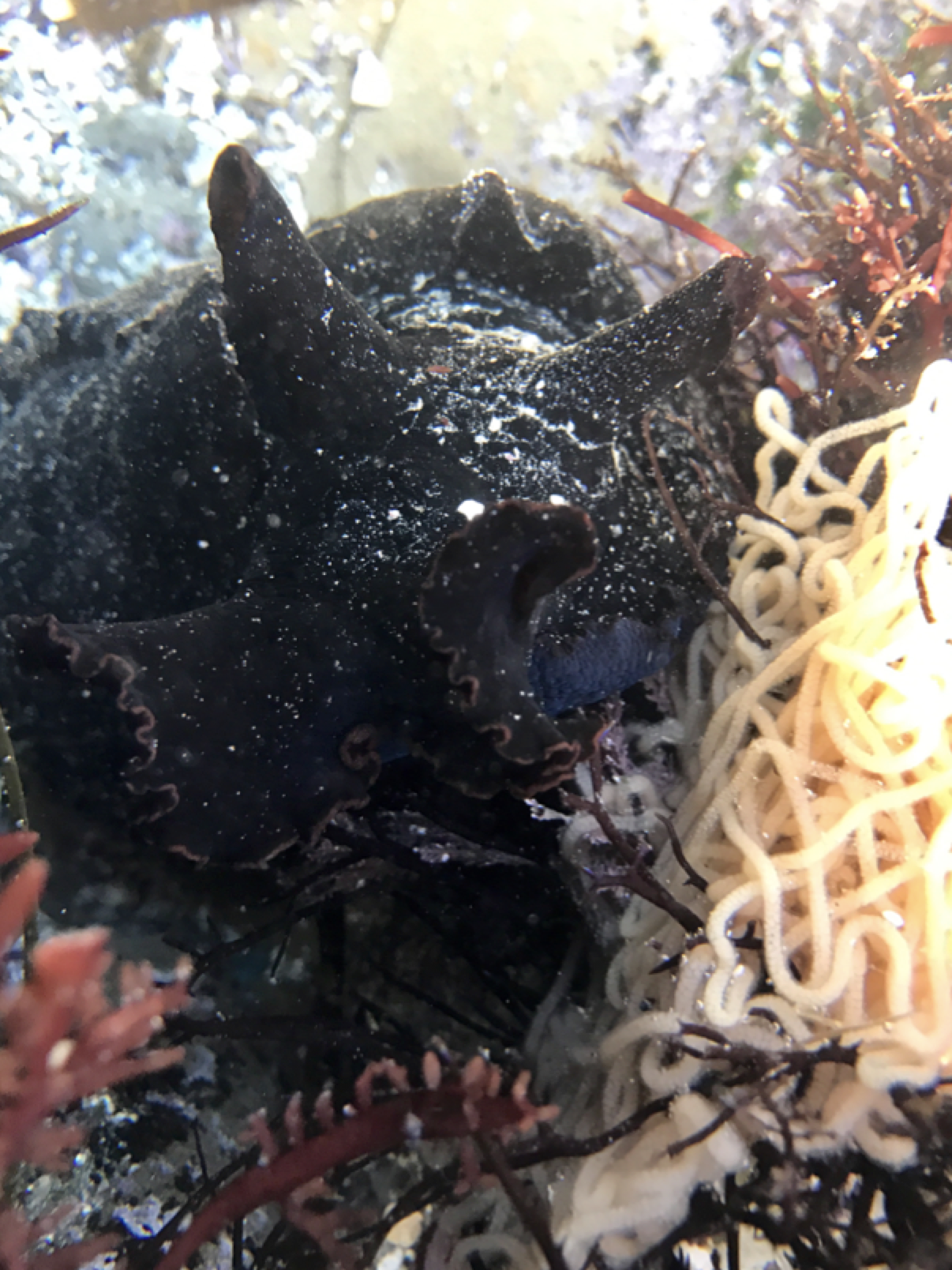 California SeaHare California Sea Hare