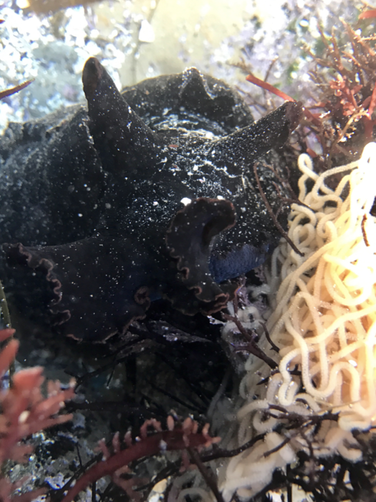 California Sea Hare