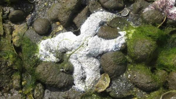 A sea star in the late stages of Wasting Disease among the rocks in the intertidal. A sea star in the late stages of Wasting Disease among the rocks in the intertidal.