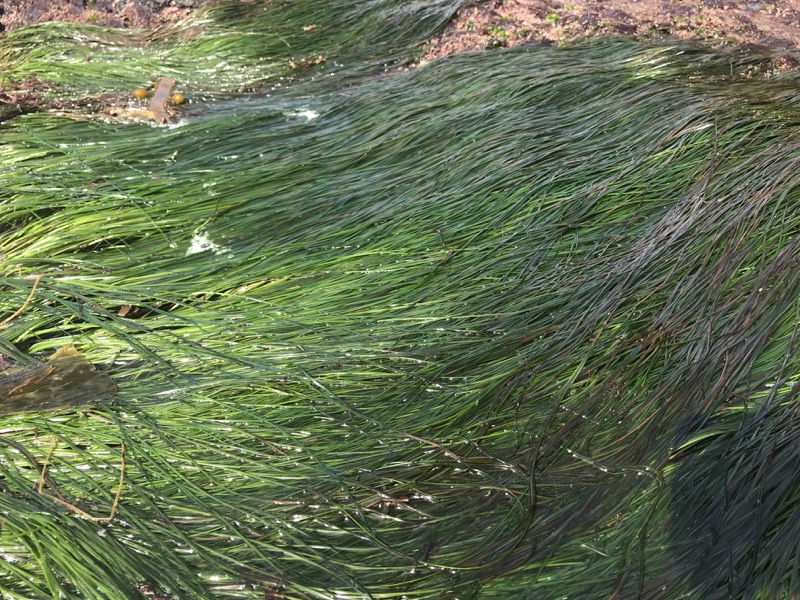 Seagrass (Phyllospadix scouleri)