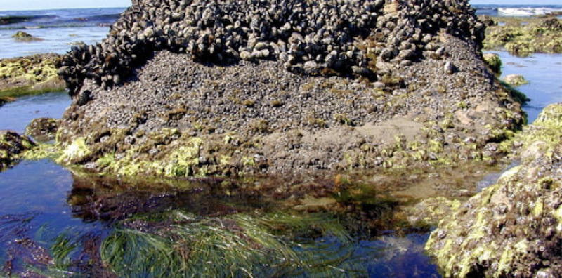 Seaweeds Seaweeds