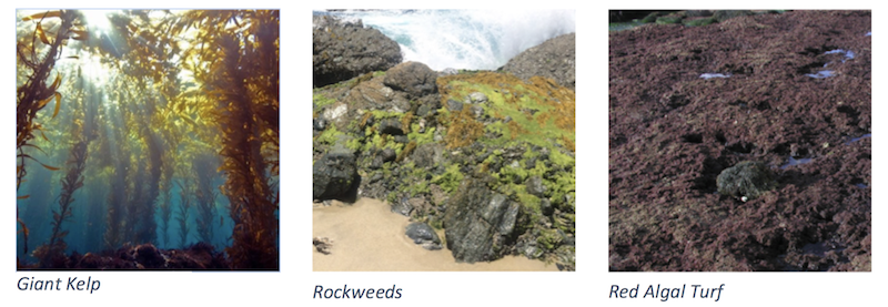 Seaweeds Seaweeds